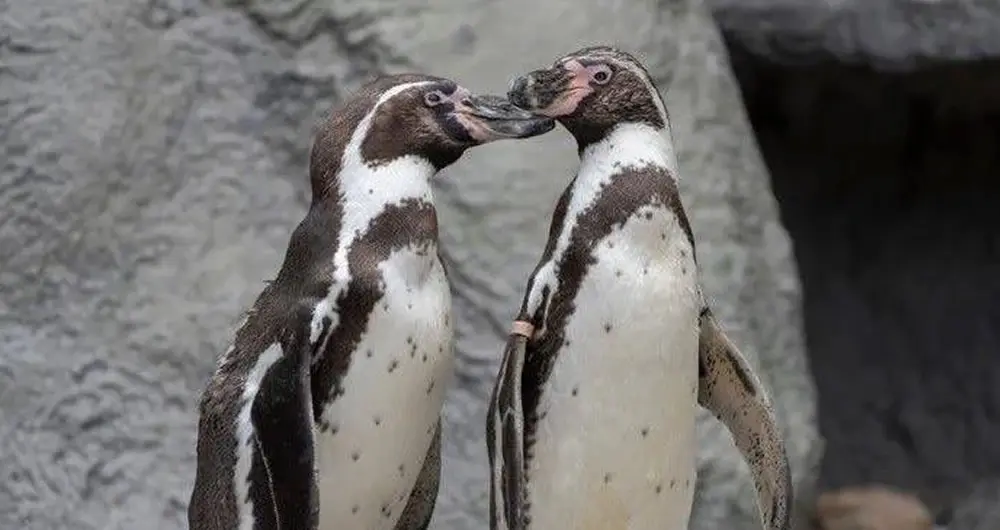 Pareja de pingüinos gay logra incubar un huevo y salvar una especie en